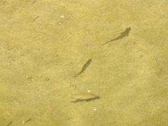 Opsariichthys pachycephalus