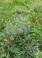 Vicia megalotropis