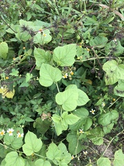 Passiflora vesicaria