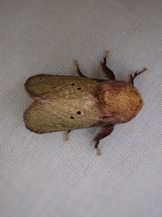 Doratifera quadriguttata