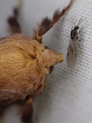 Doratifera quadriguttata