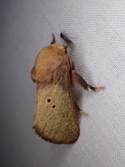 Doratifera quadriguttata