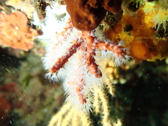 Corallium rubrum