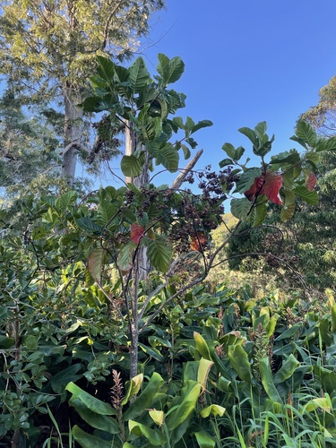 Cinchona pubescens observed 2022-10-25