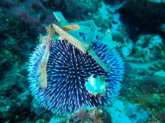 Sphaerechinus granularis