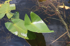 Nuphar japonica
