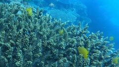 Pomacentrus moluccensis