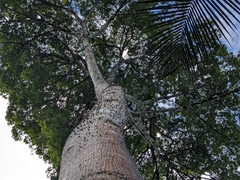 Ceiba pentandra