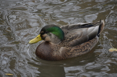 Anas rubripes × platyrhynchos