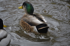 Anas rubripes × platyrhynchos