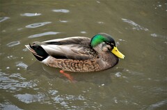 Anas rubripes × platyrhynchos