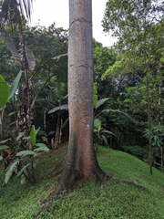 Ceiba pentandra