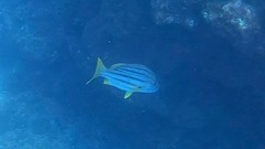 Lutjanus carponotatus