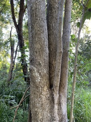 Cinnamomum camphora