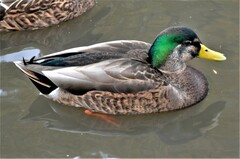 Anas rubripes × platyrhynchos