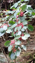 Viburnum luzonicum