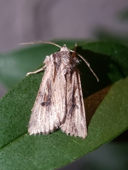 Xestia infimatis