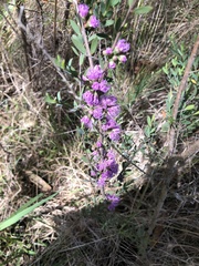 Melaleuca thymifolia