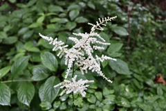 Astilbe rubra
