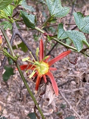 Passiflora cinnabarina
