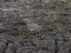 Charadrius mongolus