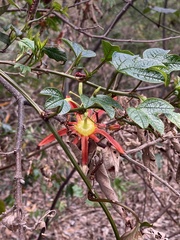 Passiflora cinnabarina