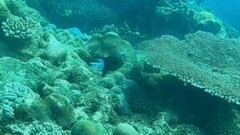 Acanthochromis polyacanthus