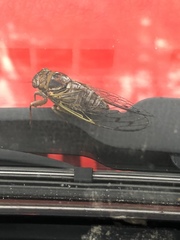 Diceroprocta olympusa