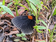 Hades noctula