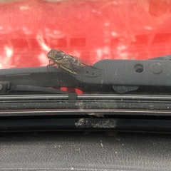 Diceroprocta olympusa