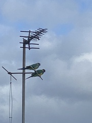 Barnardius zonarius zonarius