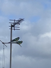 Barnardius zonarius zonarius