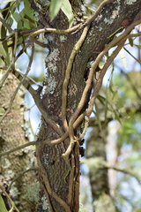 Muellerina eucalyptoides
