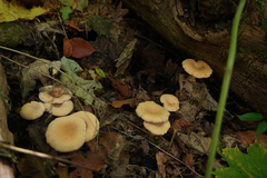 Paralepista