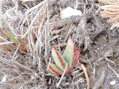 Aloe ferox