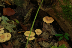 Paralepista