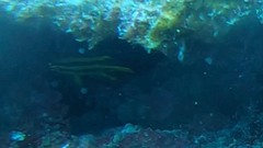 Neoglyphidodon nigroris