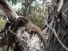 Varanus gouldii