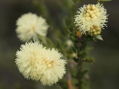 Melaleuca thymoides