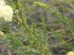 Melaleuca thymoides