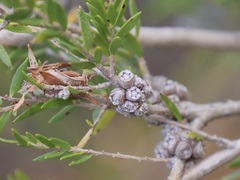 Melaleuca thymoides