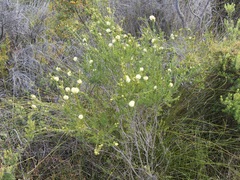 Melaleuca thymoides