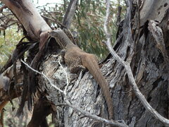 Varanus gouldii