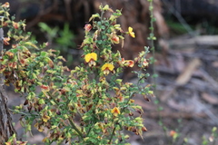 Bossiaea obcordata