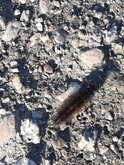 Phragmatobia
