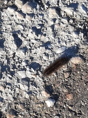 Phragmatobia