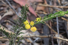 Acacia torringtonensis