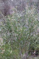 Hakea salicifolia