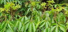 Schefflera digitata