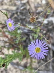Brachyscome ciliaris ciliaris